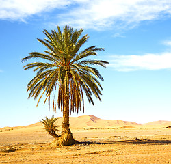 Image showing palm in the  desert oasi morocco sahara africa dune