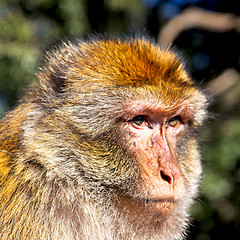 Image showing old monkey in africa morocco and natural background fauna close 