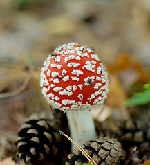 Image showing Fly Agaric