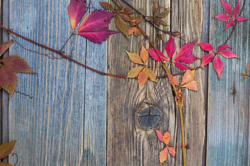 Image showing Autumn still life with red leaves