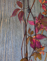 Image showing herbarium. autumn still life