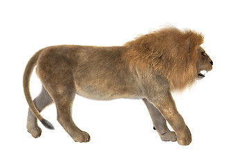 Image showing Male Lion