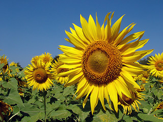 Image showing Sunflower field