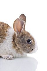 Image showing Bunny