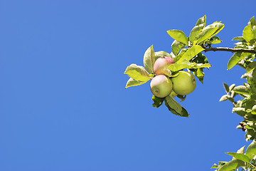 Image showing apple trees