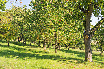 Image showing apple trees