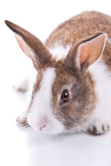 Image showing Bunny