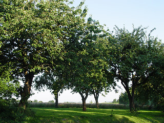 Image showing apple orchard