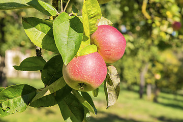 Image showing apple trees