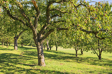 Image showing apple trees