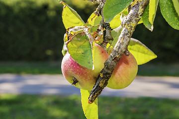 Image showing apple trees