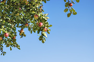 Image showing apple trees