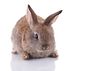 Image showing Bunny