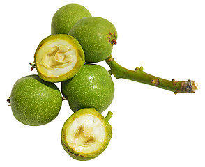 Image showing Green young walnuts