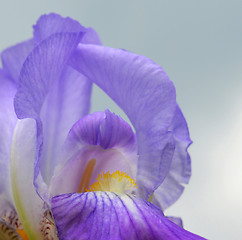 Image showing Iris flower