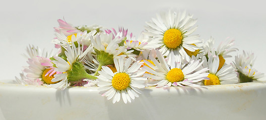 Image showing Daisies