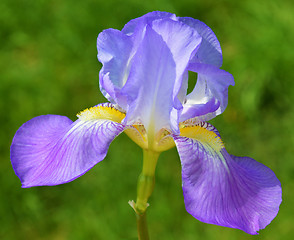 Image showing Iris flower