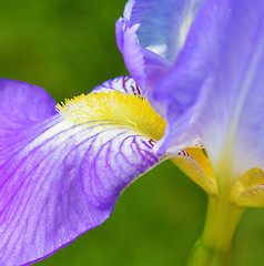 Image showing Iris flower