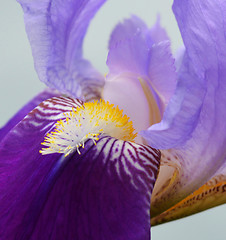 Image showing Iris flower