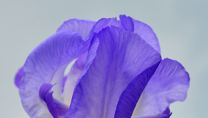 Image showing Iris flower