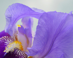 Image showing Iris flower