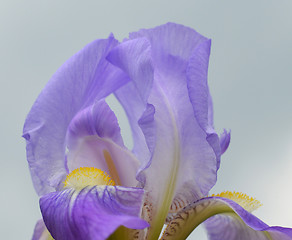 Image showing Iris flower