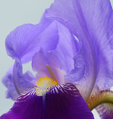 Image showing Iris flower