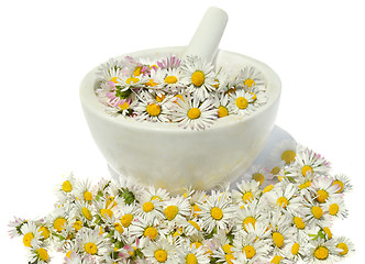 Image showing Daisies