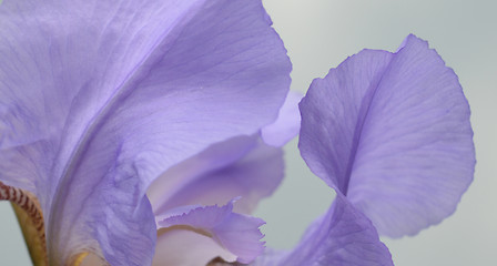 Image showing Iris flower