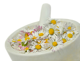 Image showing Daisies