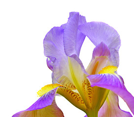 Image showing Iris flower