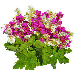 Image showing Geranium