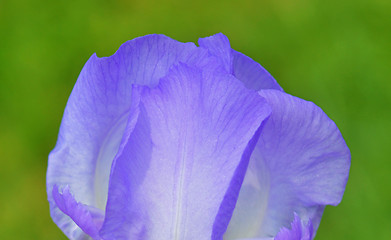 Image showing Iris flower