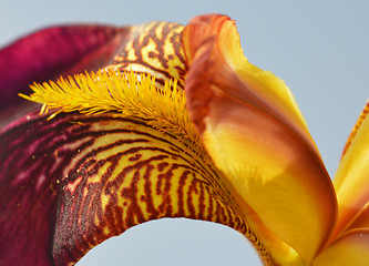 Image showing Iris flower