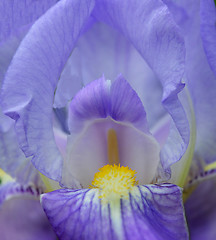 Image showing Iris flower