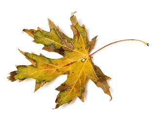 Image showing Dried autumn leaf