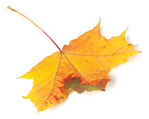 Image showing Multicolor autumn maple-leaf on white background