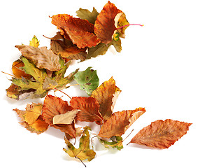 Image showing Autumn dried leafs