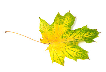 Image showing Yellowed multicolor autumn maple-leaf