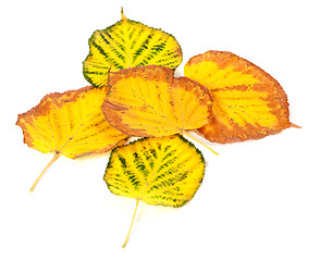 Image showing Autumn multicolored leafs