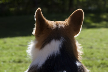 Image showing dog ears