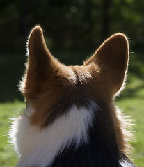 Image showing dry behind the ears