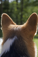 Image showing behind ears