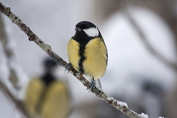 Image showing great tit