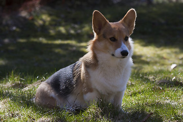 Image showing sitting on the lawn