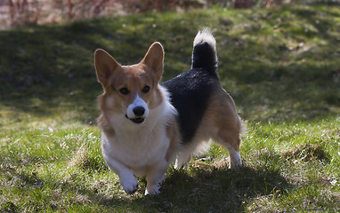 Image showing welsh corgi