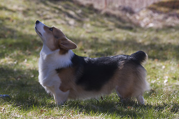 Image showing looking at daddy