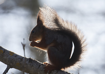 Image showing red squirrel