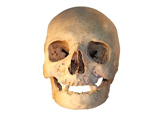 Image showing Human skull