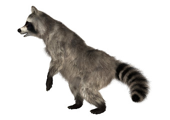 Image showing Raccoon